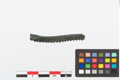 Foto von Bronzeraspel (NHMW-PRAE-024989)